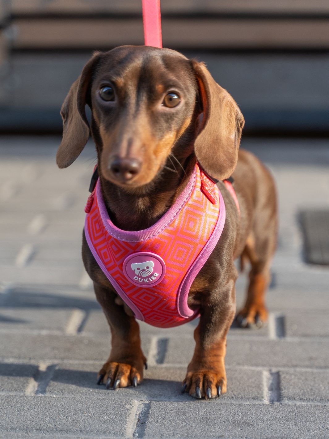 ARNÉS AJUSTABLE PARA PERRO KALEIDO PINK GRID