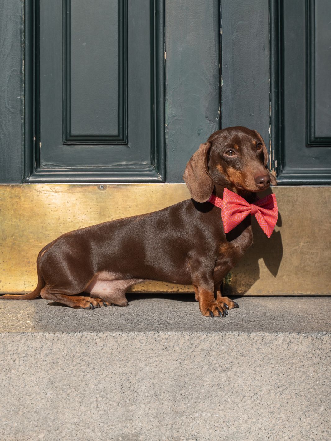 NOEUD PAPILLON KALEIDO PINK GRID POUR CHIEN