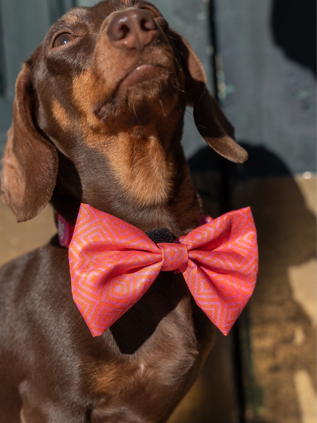 NOEUD PAPILLON KALEIDO PINK GRID POUR CHIEN