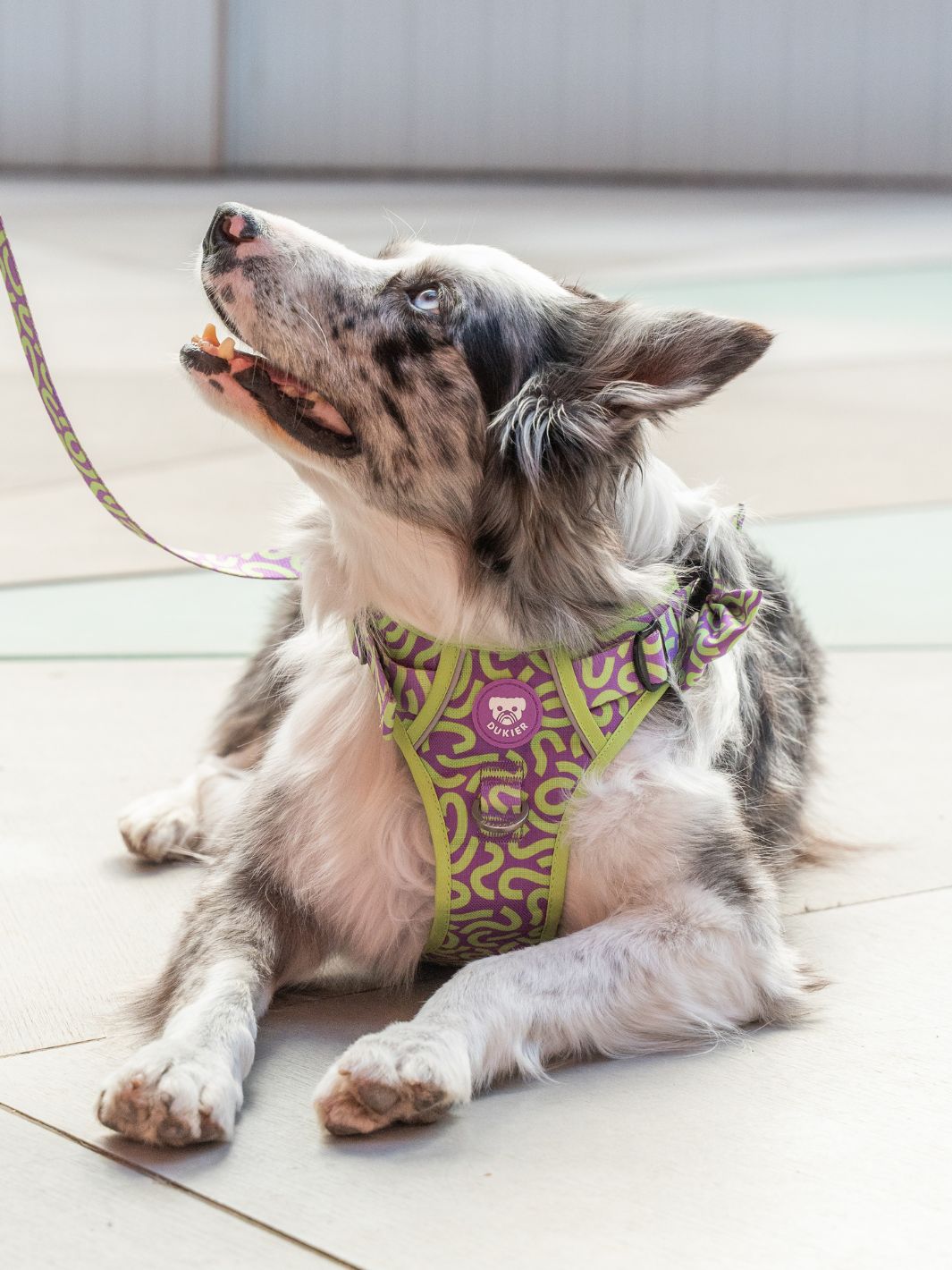 HARNAIS TRAIL KALEIDO LIME SWIRL POUR CHIEN