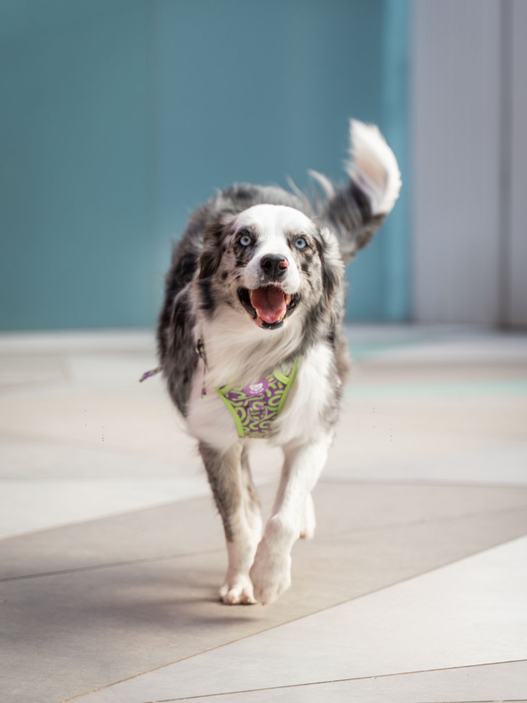 HARNAIS TRAIL KALEIDO LIME SWIRL POUR CHIEN