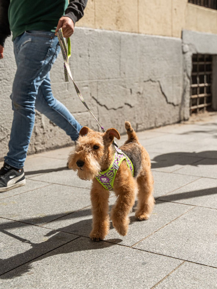 LAISSE KALEIDO LIME SWIRL POUR CHIEN