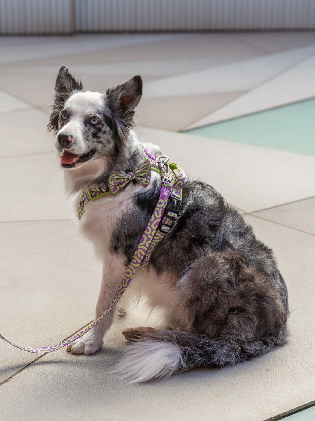 NOEUD PAPILLON KALEIDO LIME SWIRL POUR CHIEN