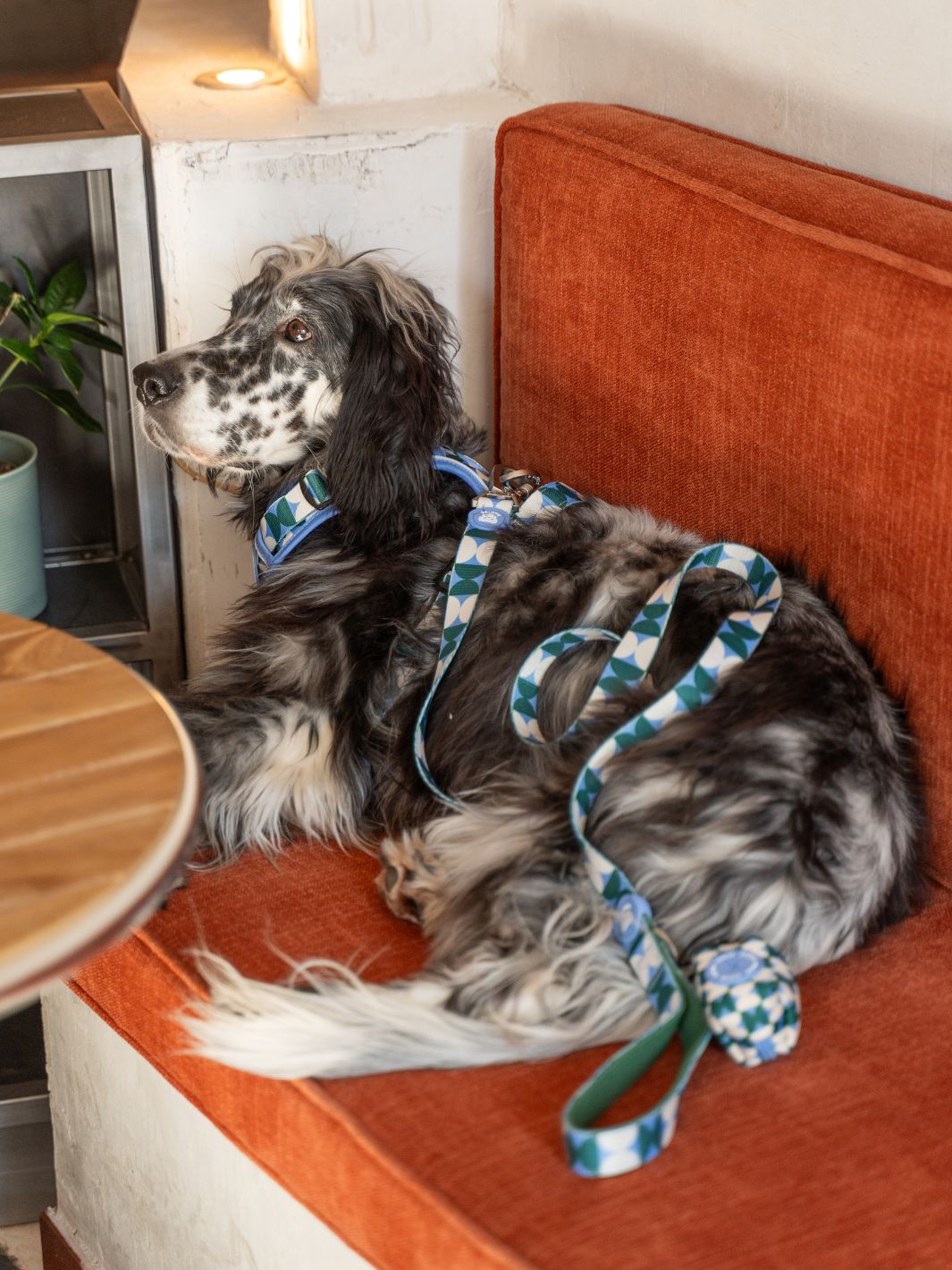 LAISSE KALEIDO RETRO TIDE POUR CHIEN