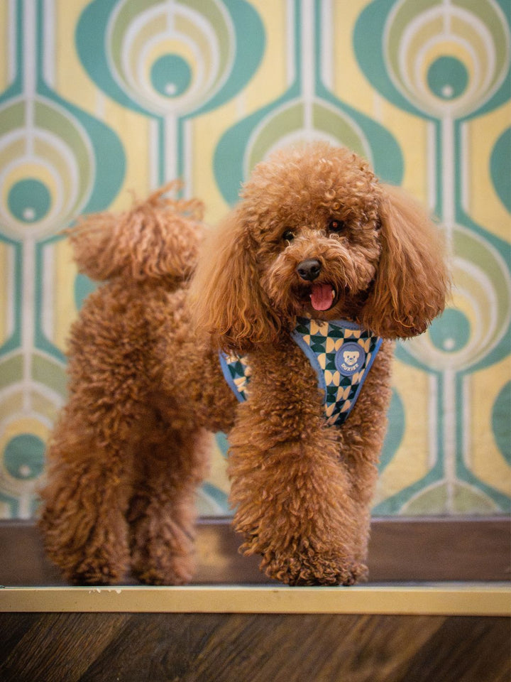 HARNAIS RÉGLABLE KALEIDO RETRO TIDE POUR CHIEN