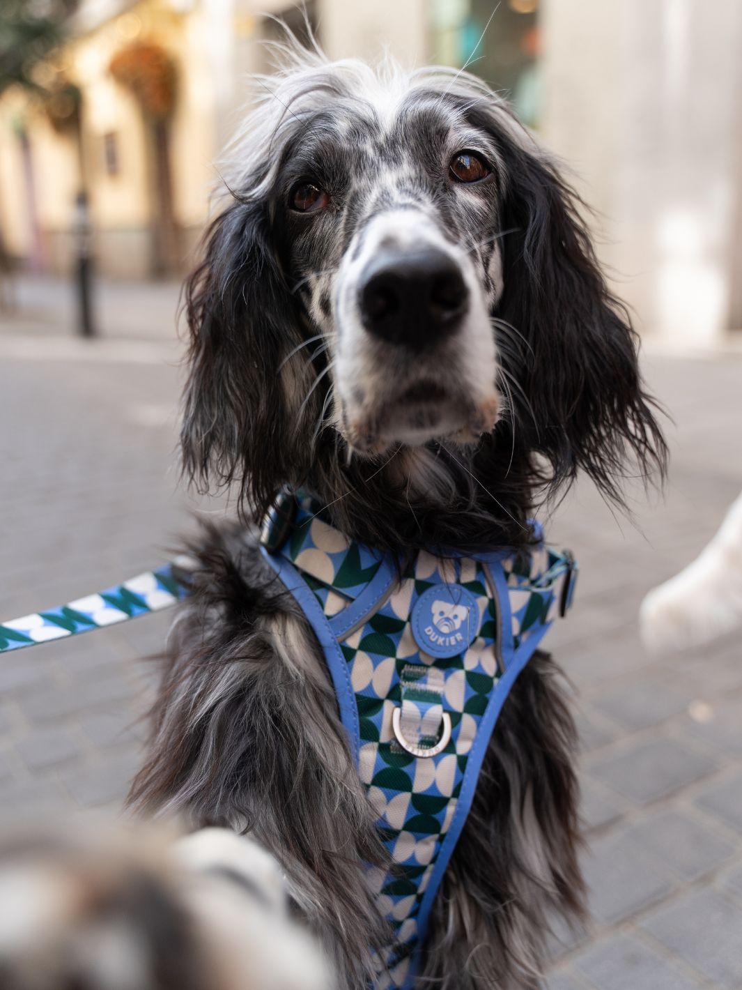 HARNAIS TRAIL KALEIDO RETRO TIDE POUR CHIEN