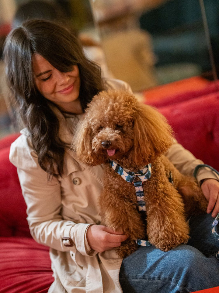 HARNAIS CLASSIQUE KALEIDO RETRO TIDE POUR CHIEN