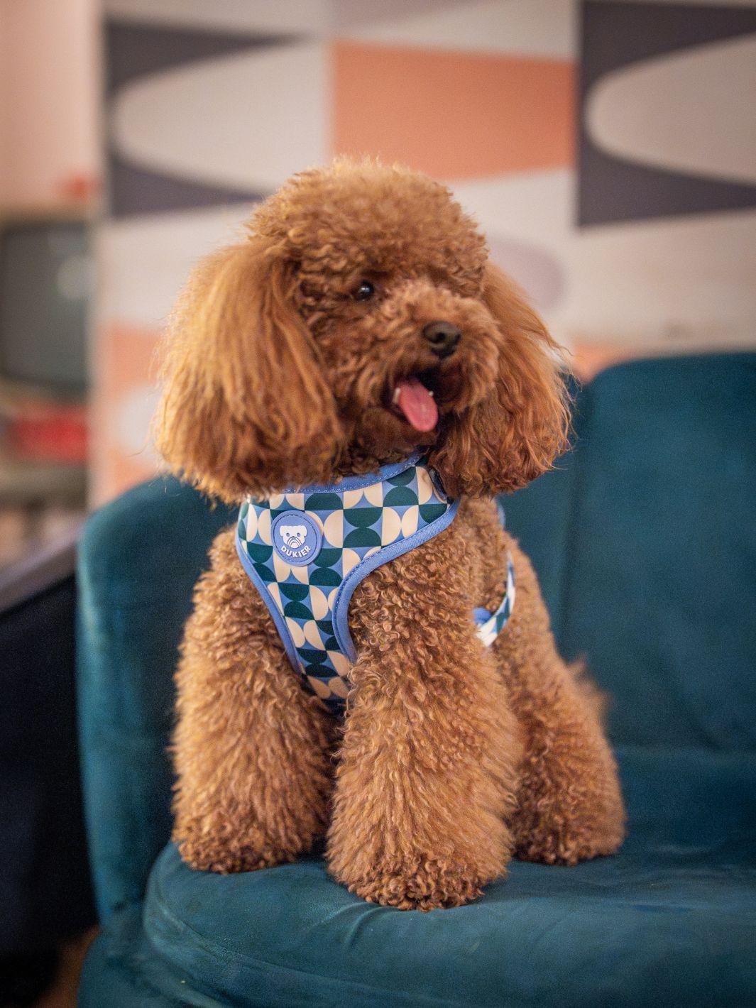 HARNAIS RÉGLABLE KALEIDO RETRO TIDE POUR CHIEN