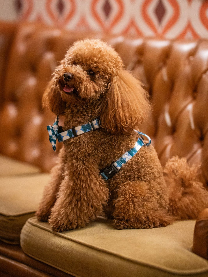 HARNAIS CLASSIQUE KALEIDO RETRO TIDE POUR CHIEN