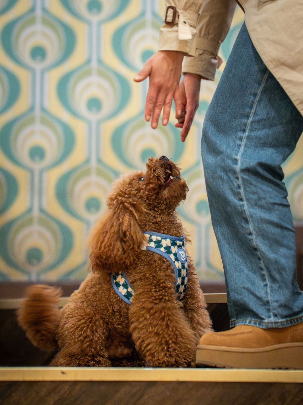 HARNAIS BODY KALEIDO RETRO TIDE POUR CHIEN