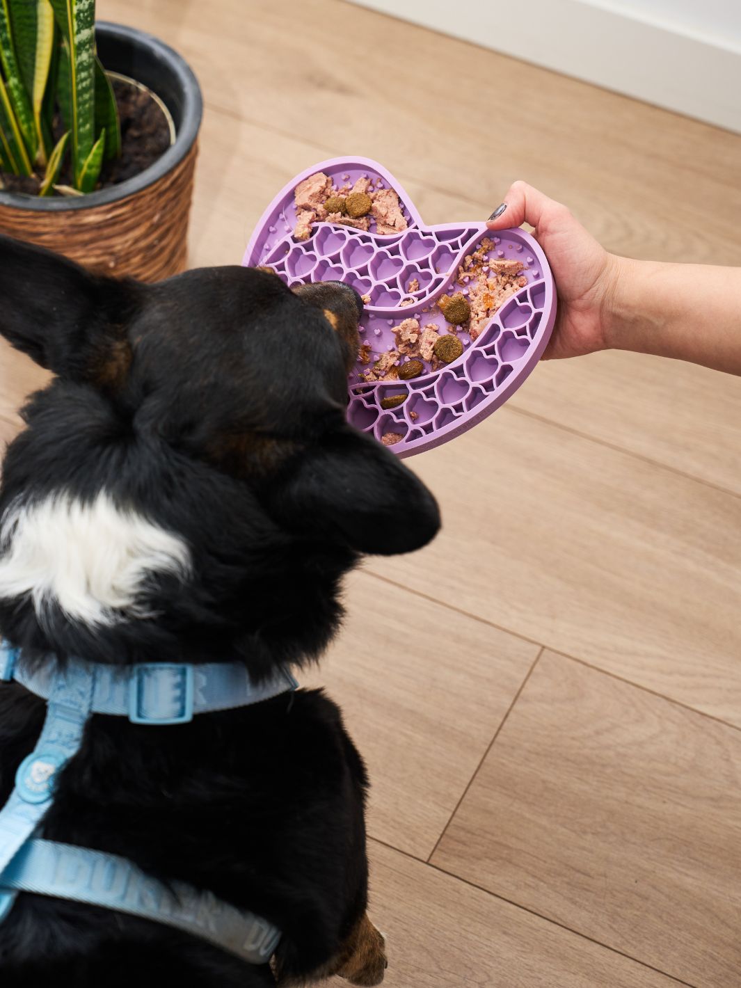 LICK MAT PER CANE PURPLE LOVE