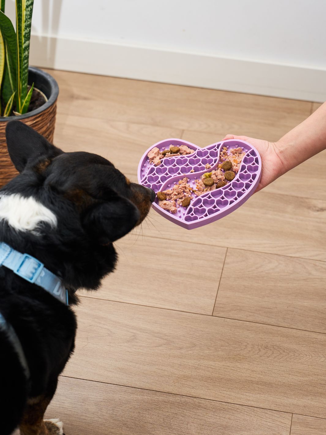 LICK MAT PER CANE PURPLE LOVE