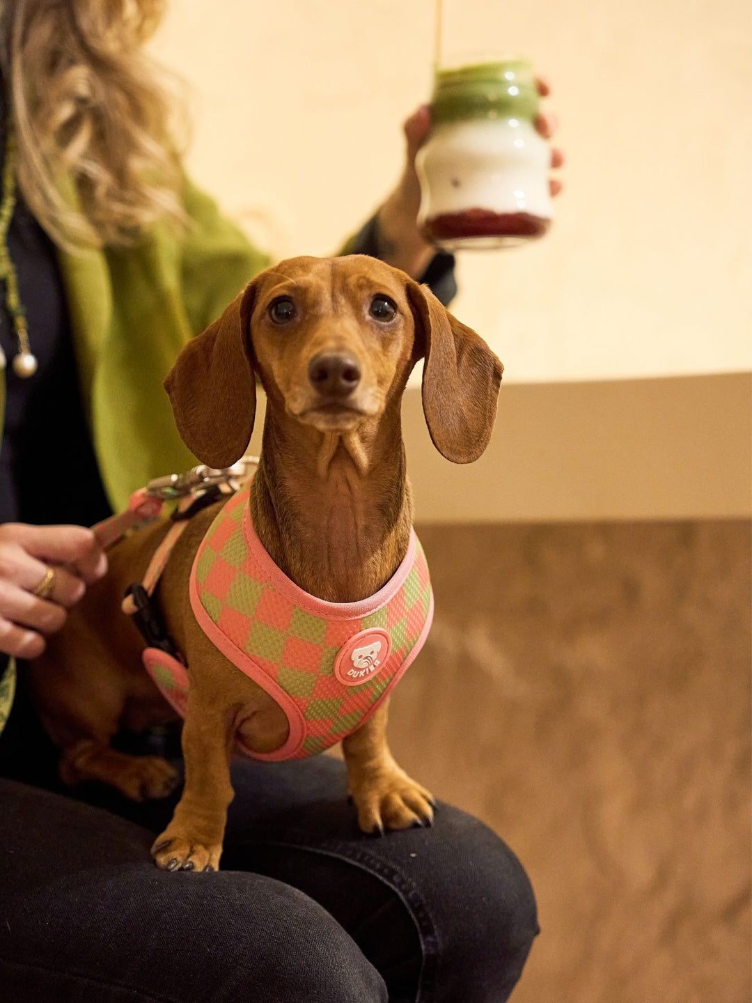 UMKEHRBARE HUNDEGESCHIRR SO MATCHA