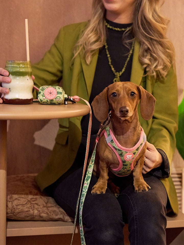 BODY HUNDEGESCHIRR SO MATCHA