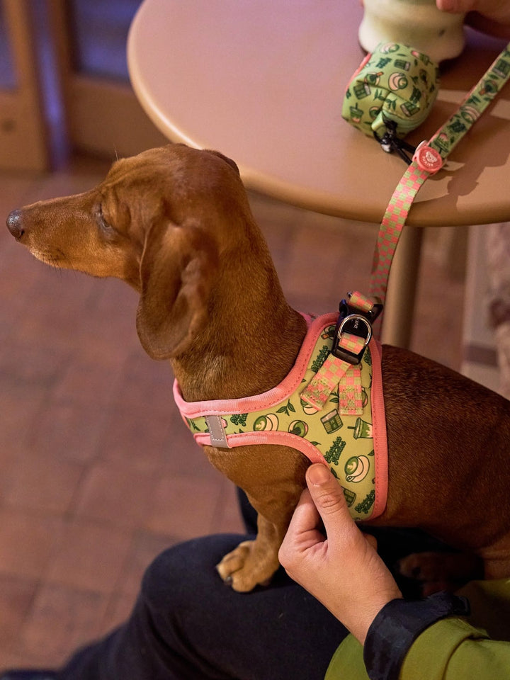 BODY HUNDEGESCHIRR SO MATCHA