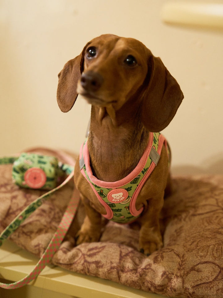 BODY HUNDEGESCHIRR SO MATCHA