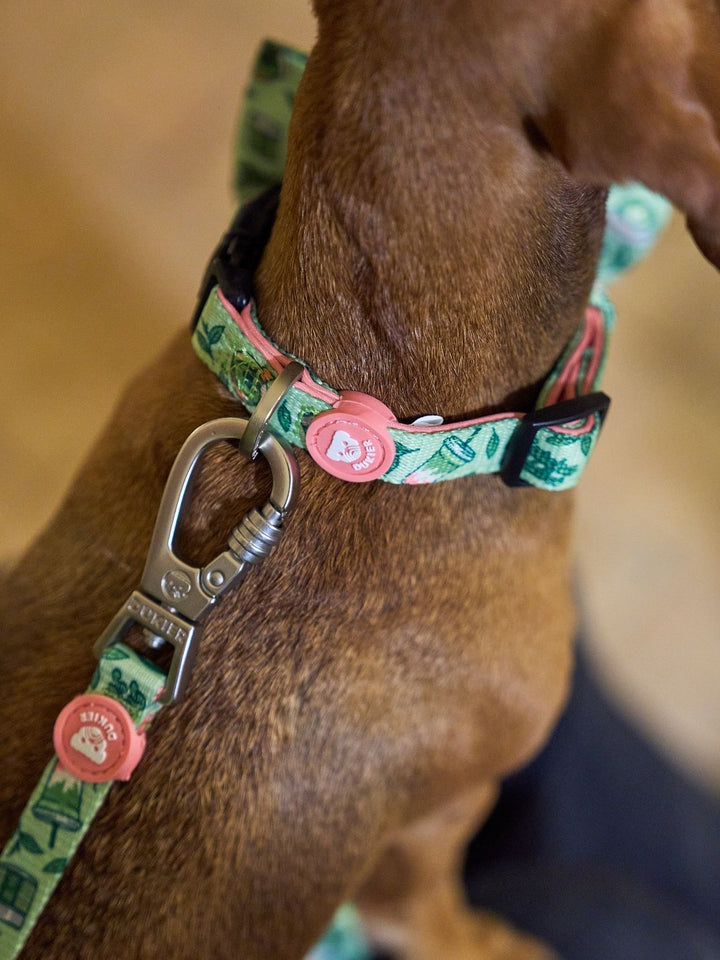 HUNDEHALSBAND SO MATCHA