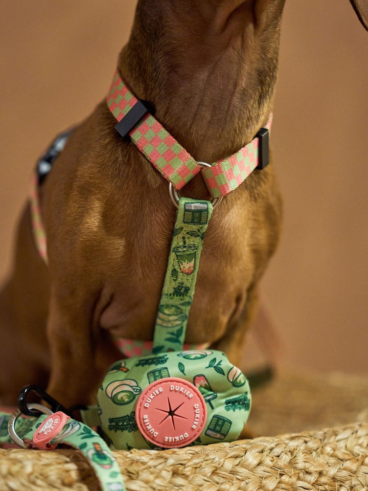 KLASSISCHES HUNDEGESCHIRR SO MATCHA