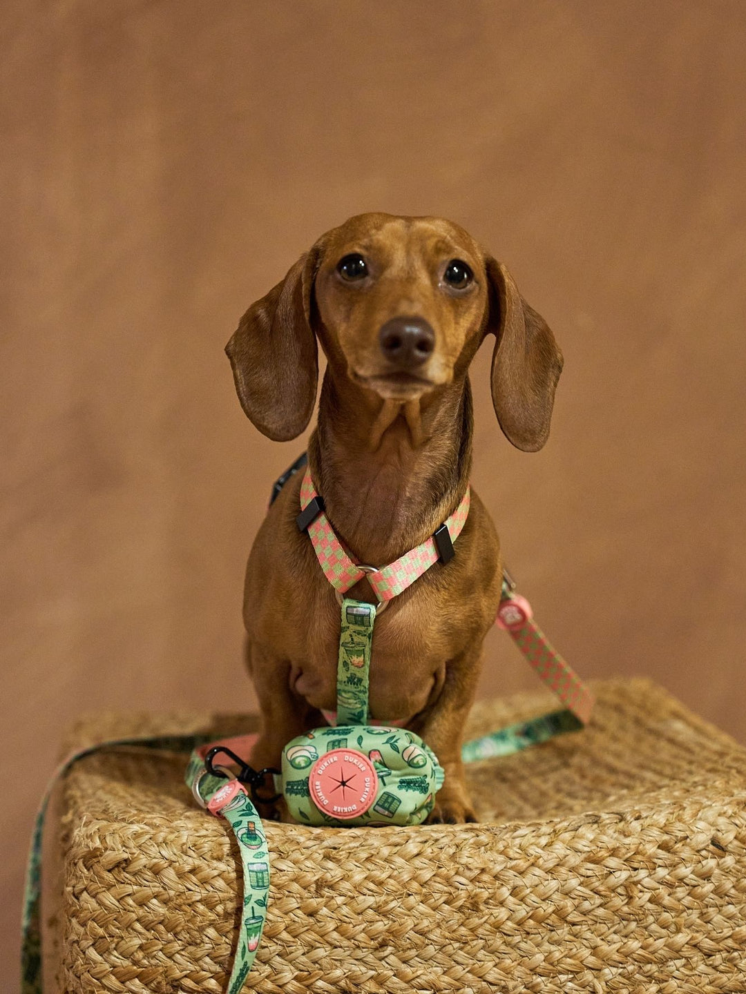 KLASSISCHES HUNDEGESCHIRR SO MATCHA