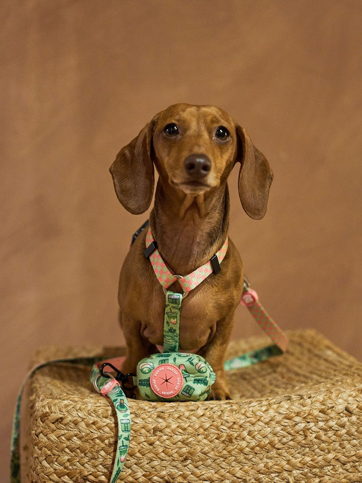 KLASSISCHES HUNDEGESCHIRR SO MATCHA