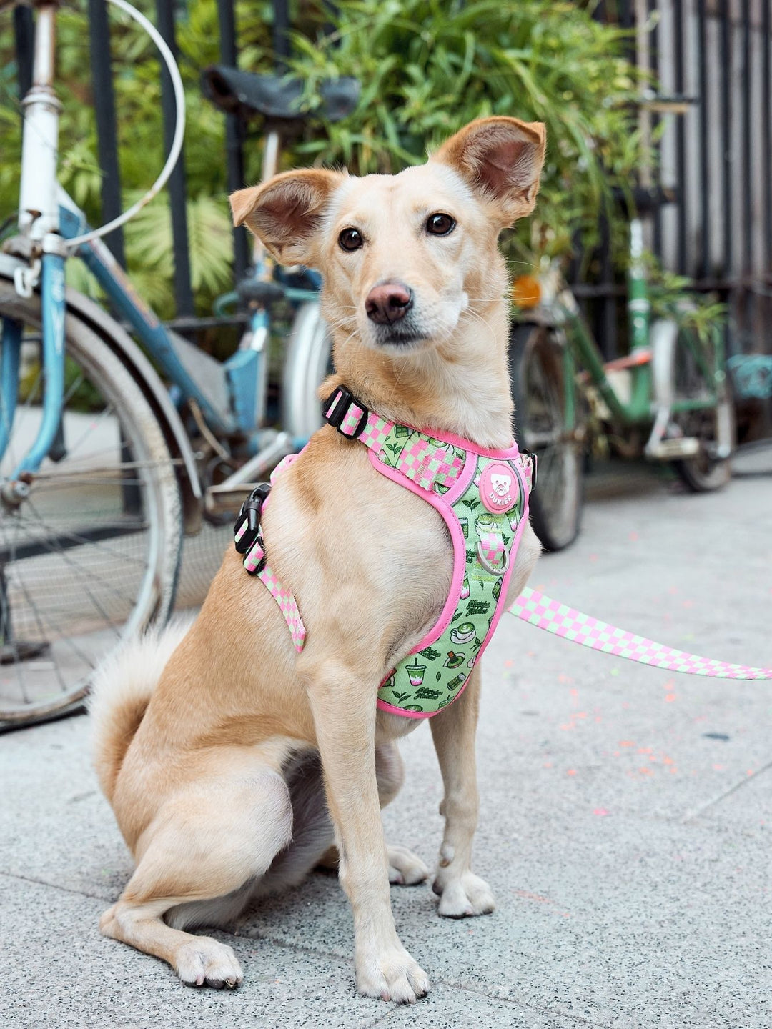 TRAIL HUNDEGESCHIRR SO MATCHA