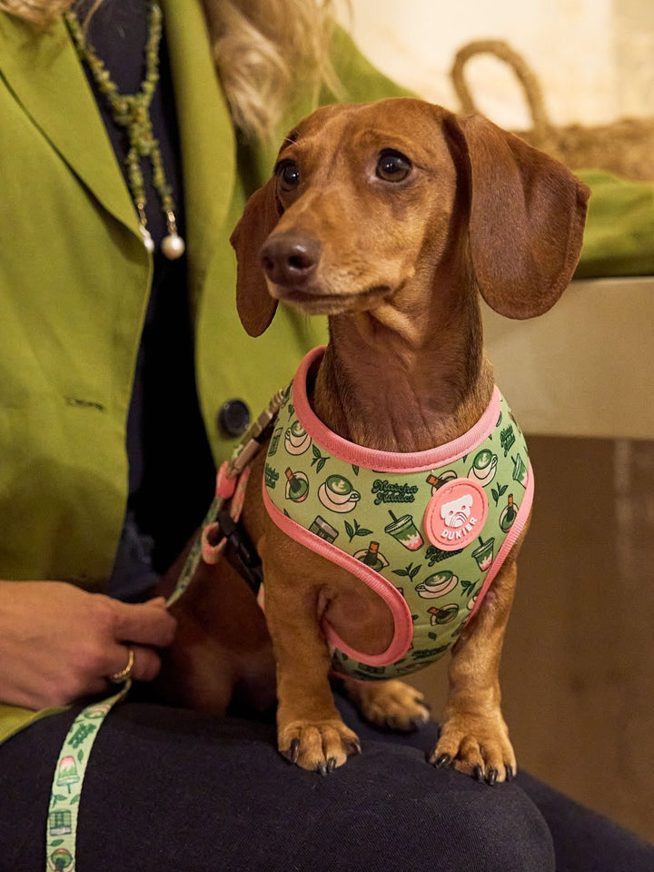 UMKEHRBARE HUNDEGESCHIRR SO MATCHA