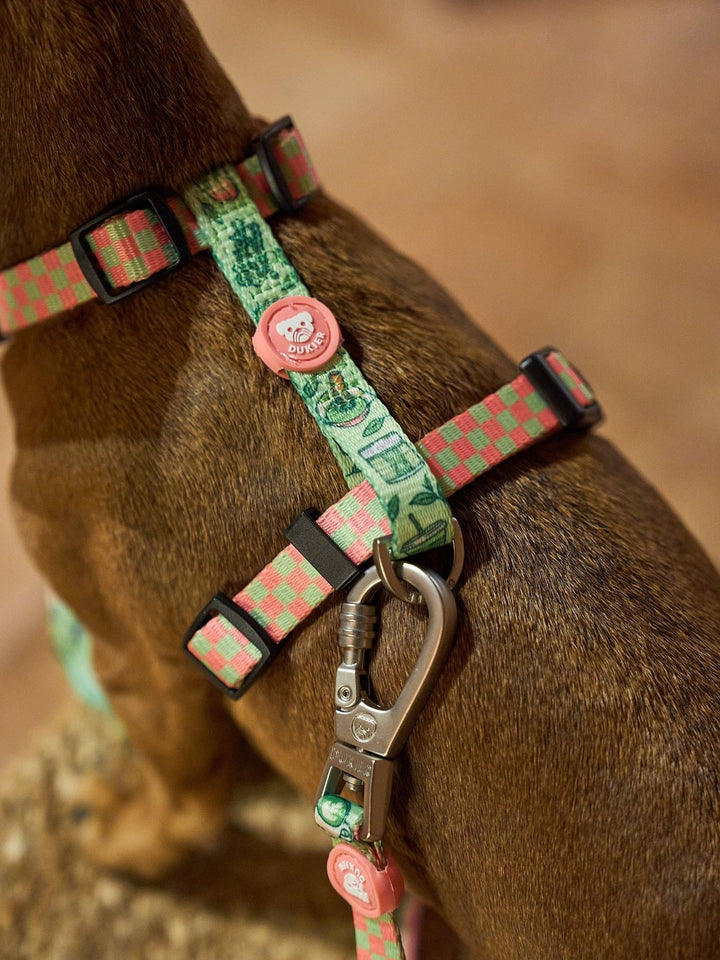 KLASSISCHES HUNDEGESCHIRR SO MATCHA