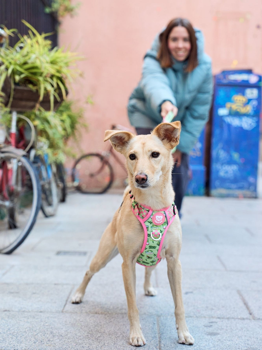 TRAIL HUNDEGESCHIRR SO MATCHA