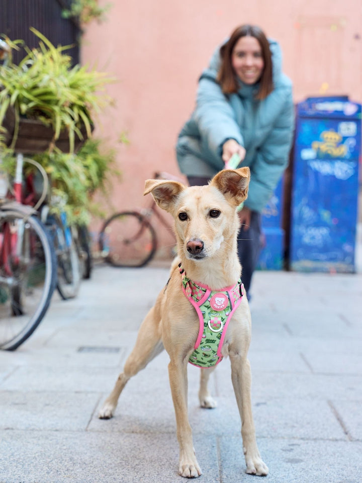 TRAIL HUNDEGESCHIRR SO MATCHA