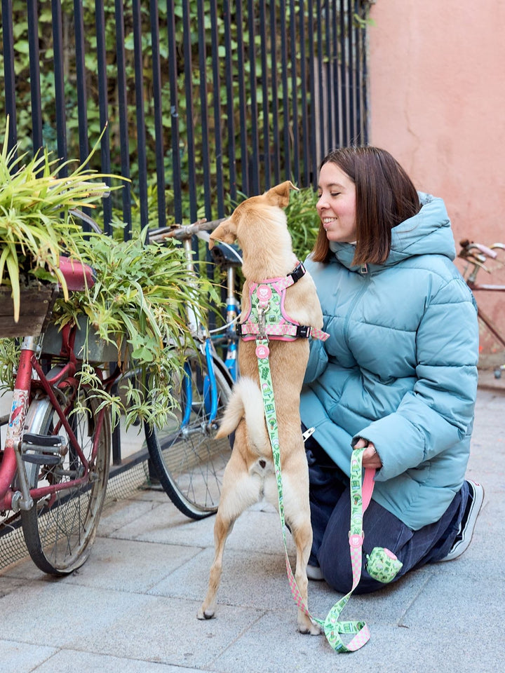 TRAIL HUNDEGESCHIRR SO MATCHA