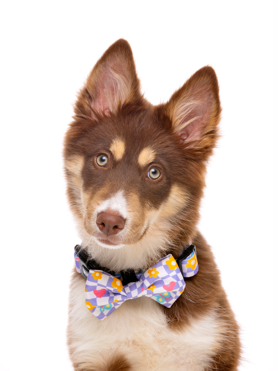 CHESS BOARD BOW TIE FOR DOGS