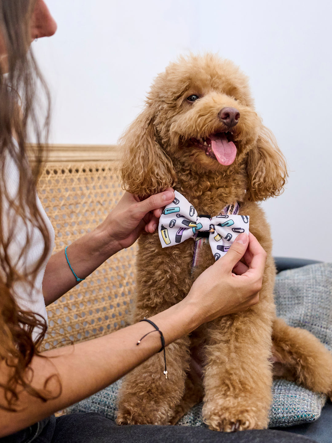 COOL SCHOOL BOW TIE FOR DOGS