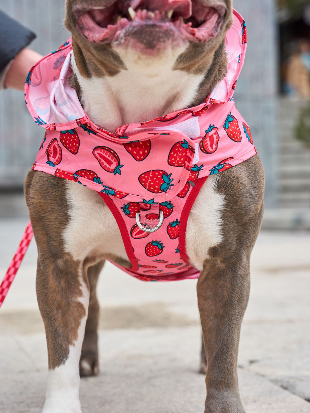 IMPERMEABILE PER CANI BERRY LOVE