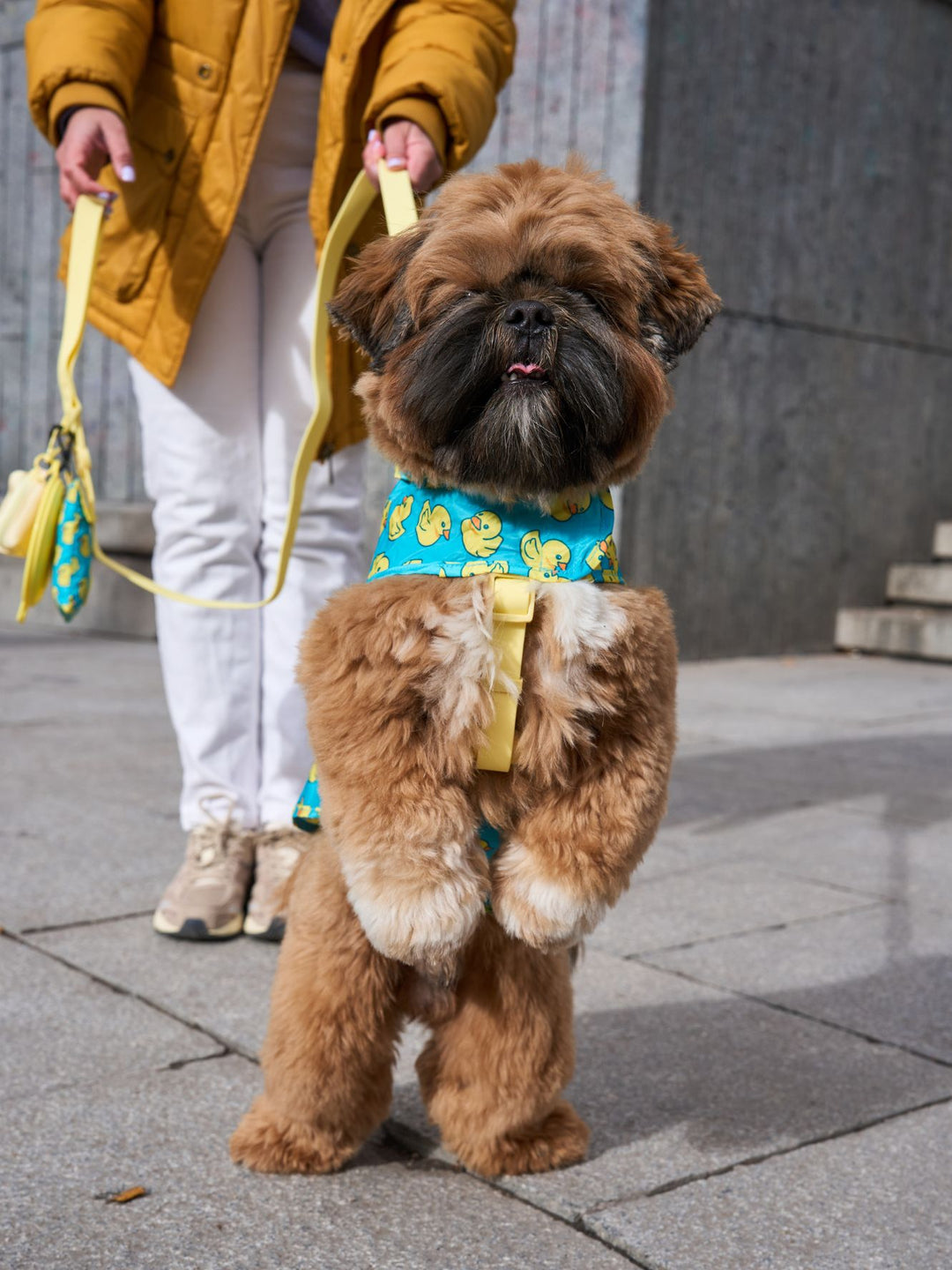 RAINCOAT FOR DOG DUCKS