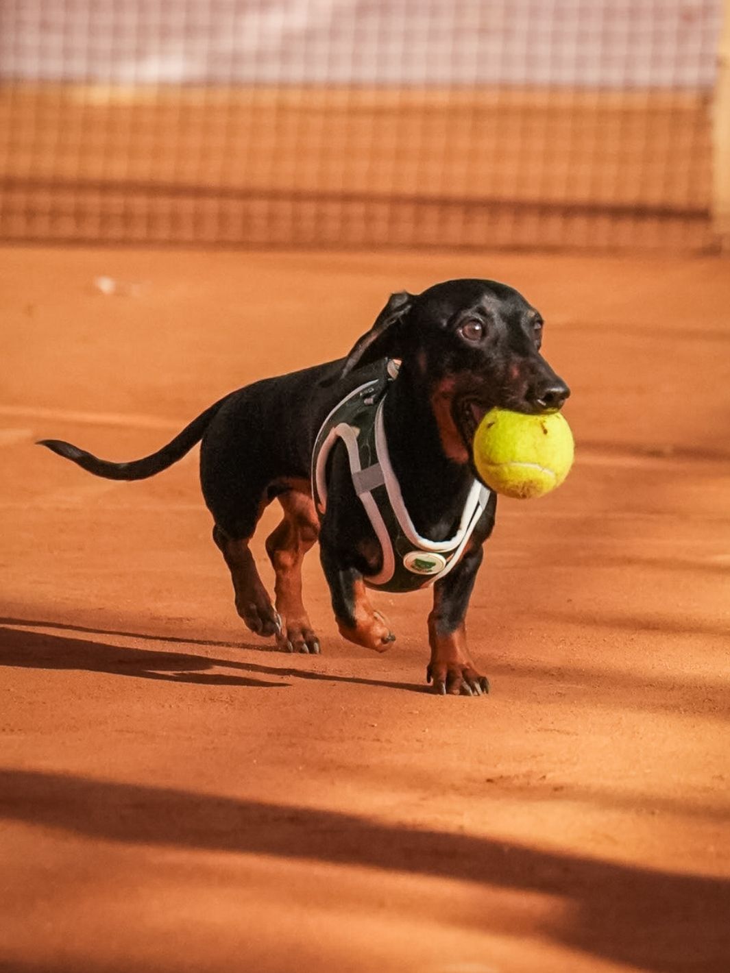 ARNÉS BODY PARA PERRO TENNIS COURT
