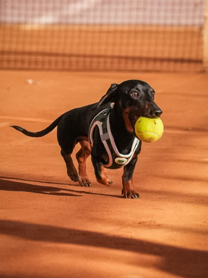 ARNÉS BODY PARA PERRO TENNIS COURT