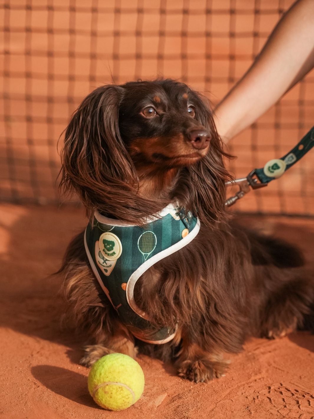 HARNAIS RÉGLABLE POUR CHIEN TENNIS COURT
