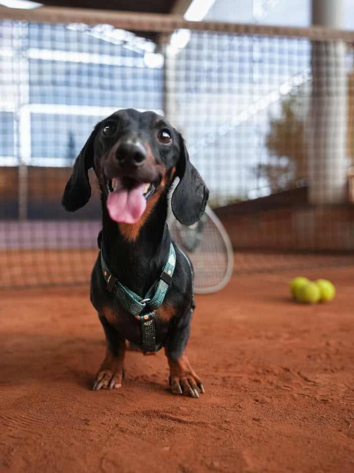 ARNÉS CLÁSICO PARA PERRO TENNIS COURT