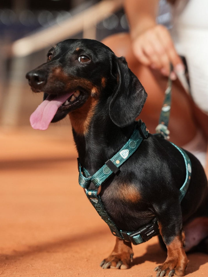 ARNÉS CLÁSICO PARA PERRO TENNIS COURT