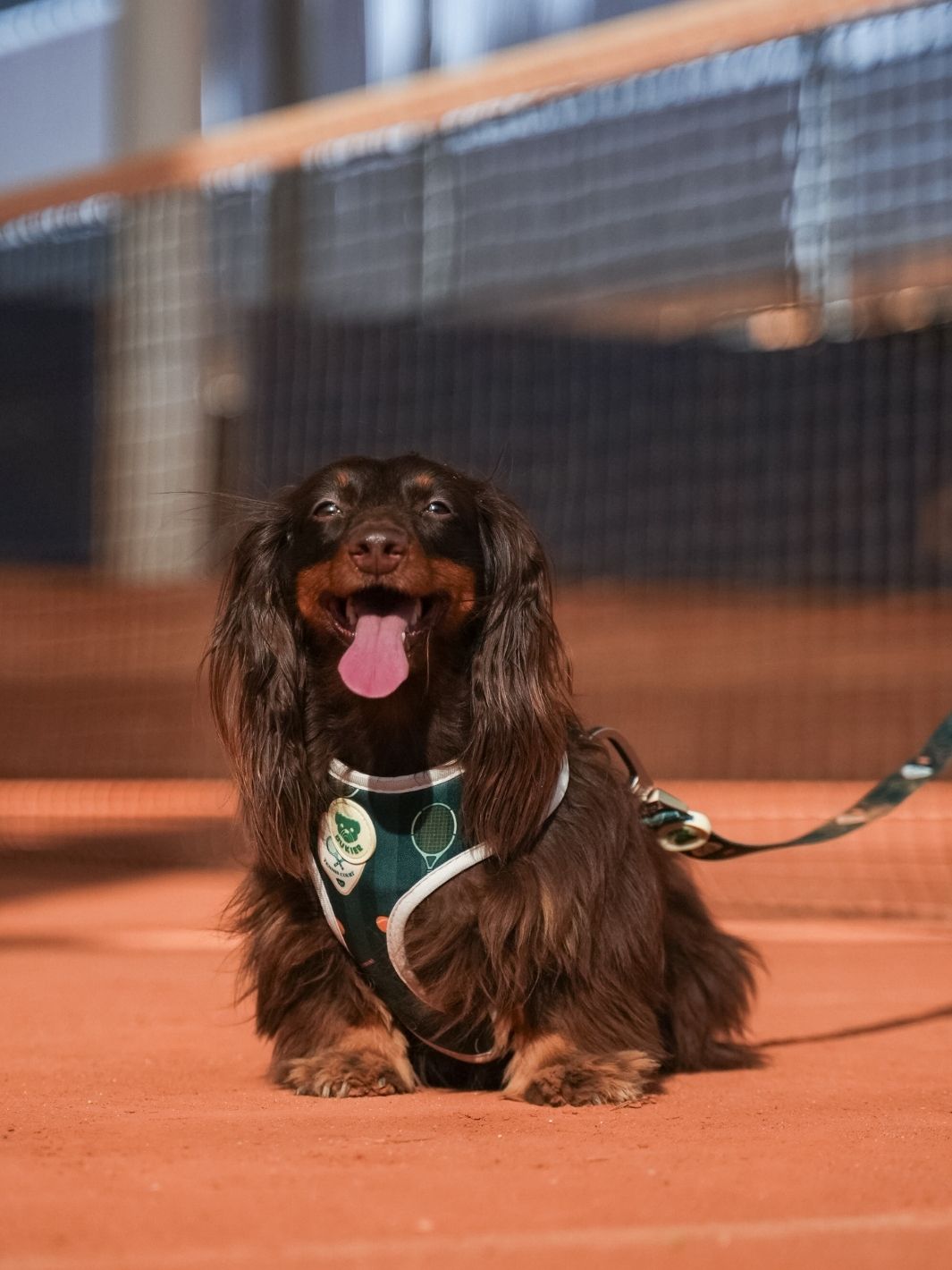 HARNAIS RÉGLABLE POUR CHIEN TENNIS COURT