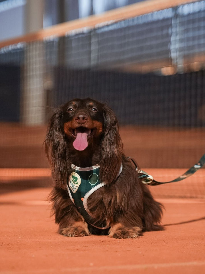 HARNAIS RÉGLABLE POUR CHIEN TENNIS COURT