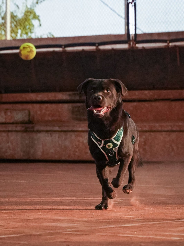 PETTORINA TRAIL PER CANE TENNIS COURT