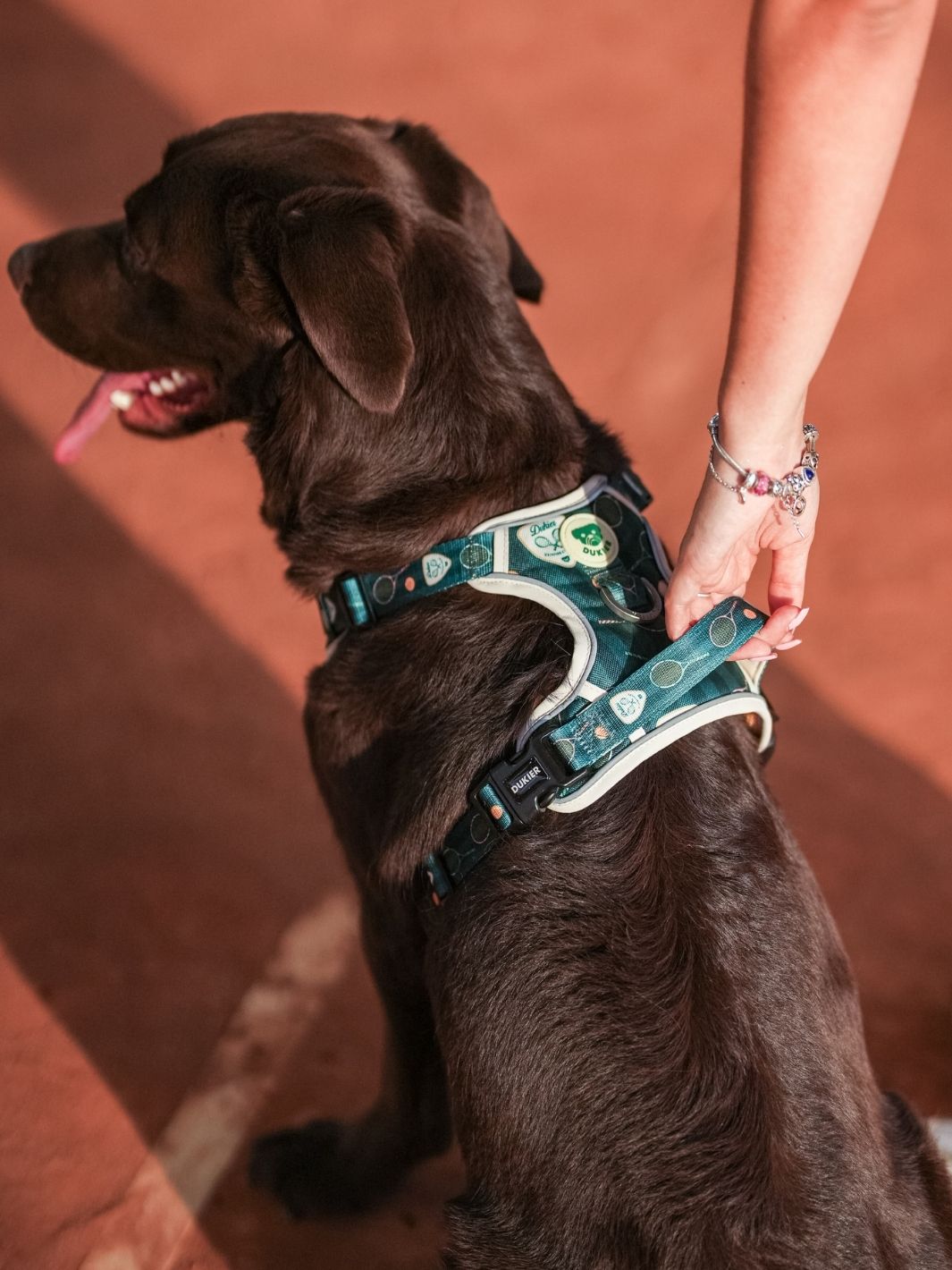PETTORINA TRAIL PER CANE TENNIS COURT