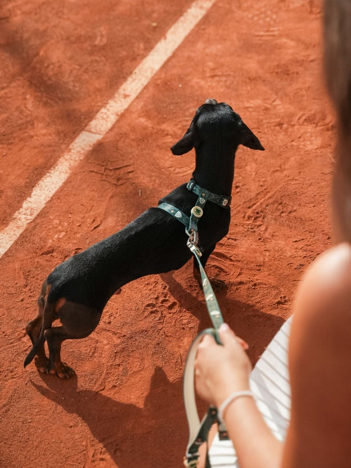 ARNÉS CLÁSICO PARA PERRO TENNIS COURT