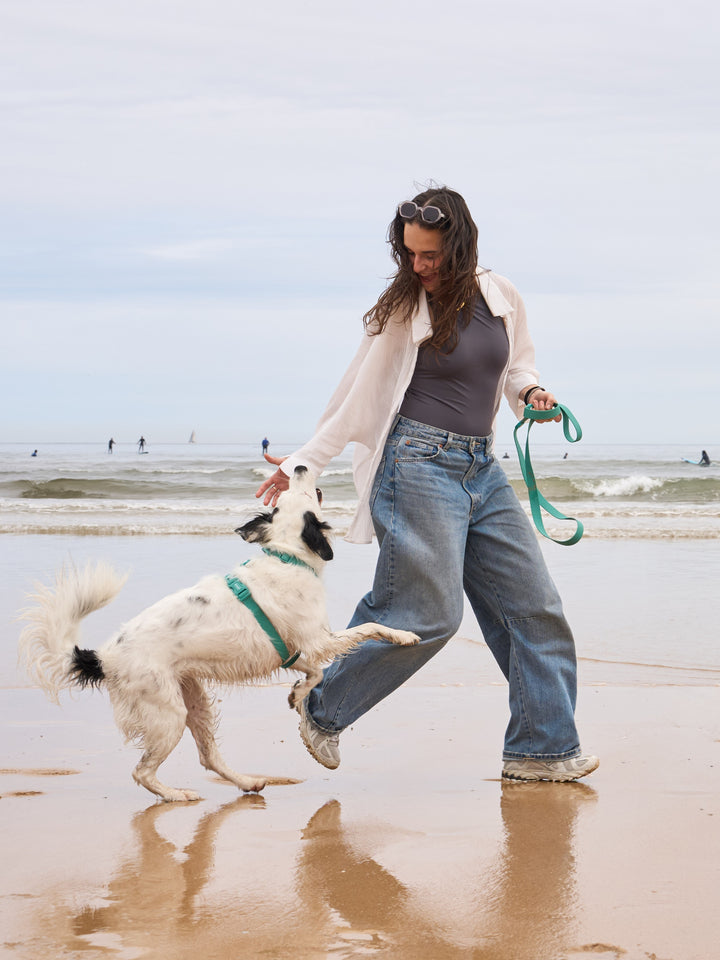 HARNAIS WATERPROOF GREEN POUR CHIEN