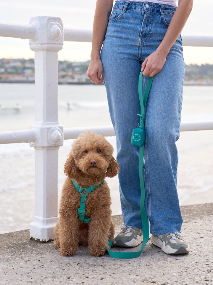 LAISSE WATERPROOF GREEN POUR CHIEN