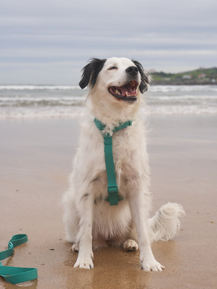 HARNAIS WATERPROOF GREEN POUR CHIEN