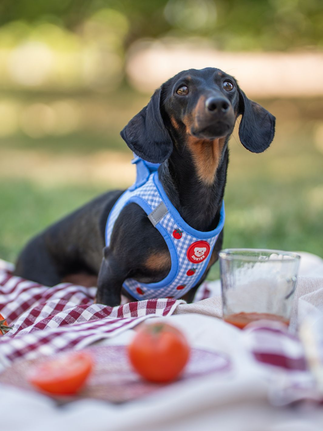 ARNÊS BODY PARA CÃES TOMATOES