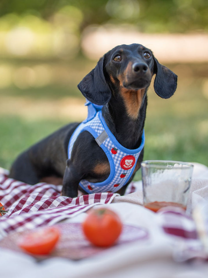 ARNÊS BODY PARA CÃES TOMATOES
