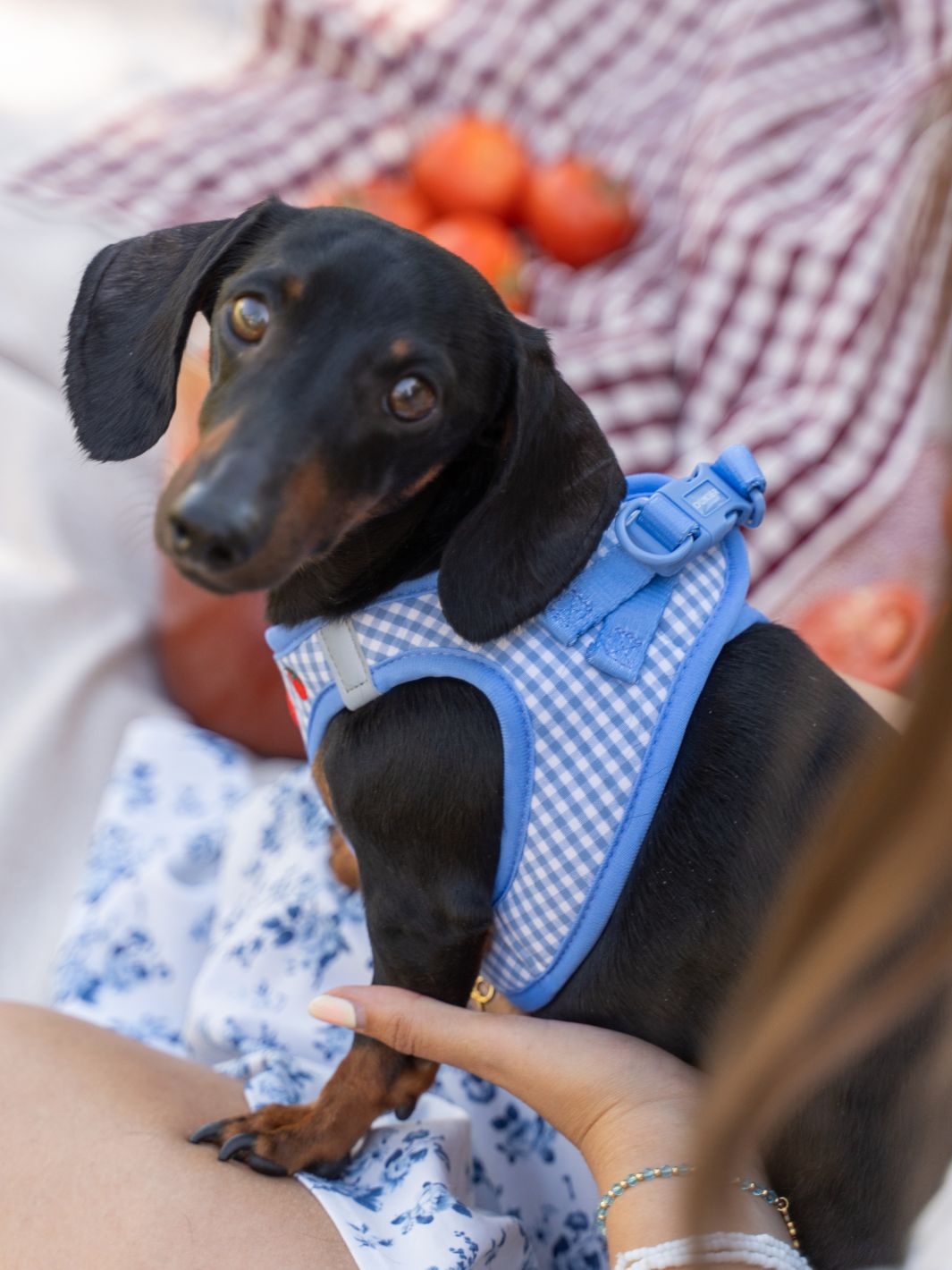ARNÊS BODY PARA CÃES TOMATOES